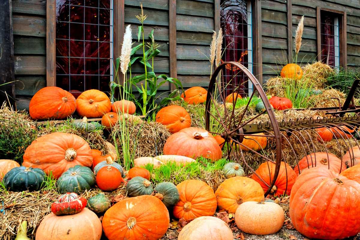 The Significance of Harvest Festivals in Various Traditions  